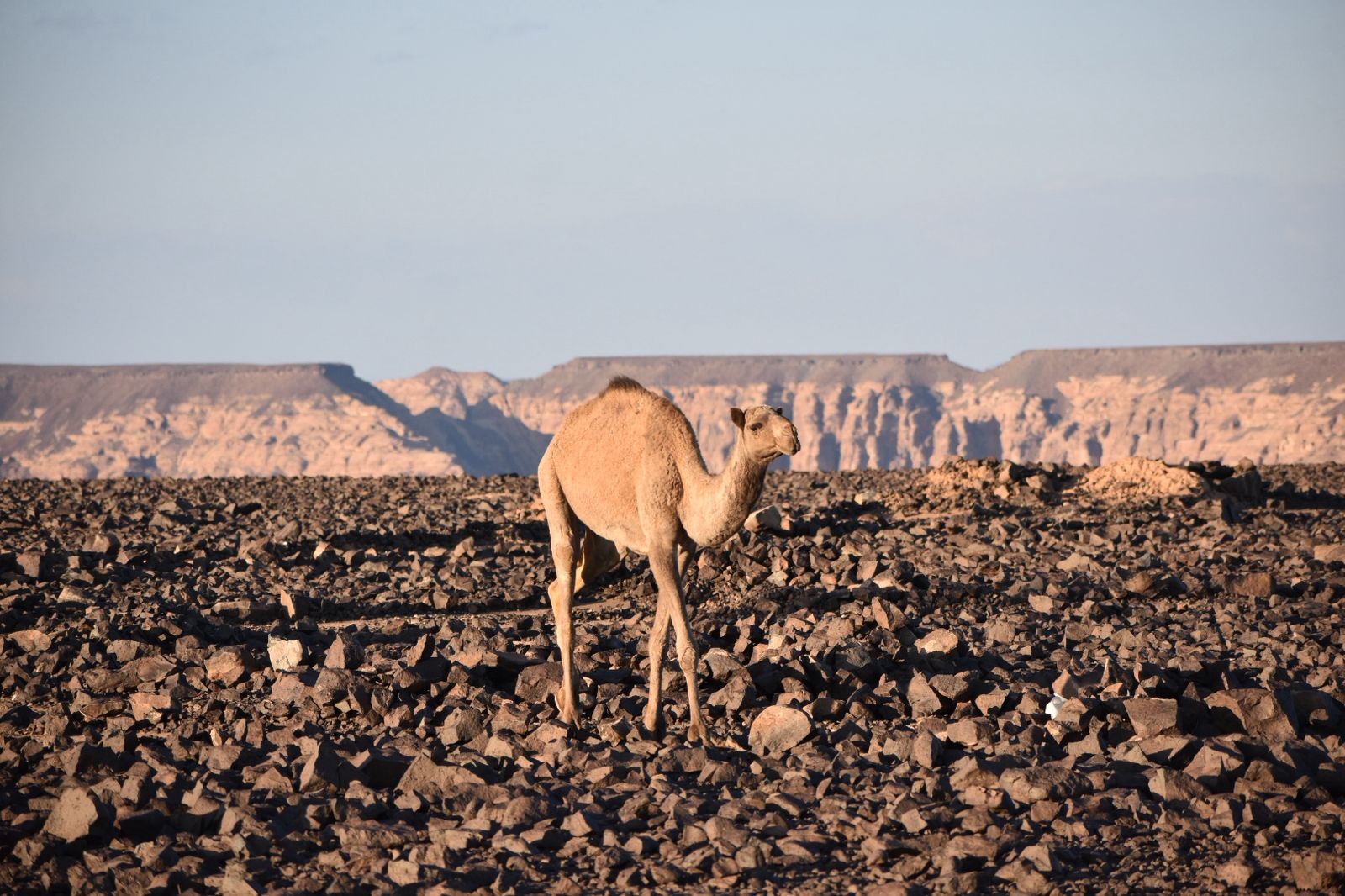 Empty Quarter Desert Safari